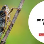 Do Cicadas Die In The Rain