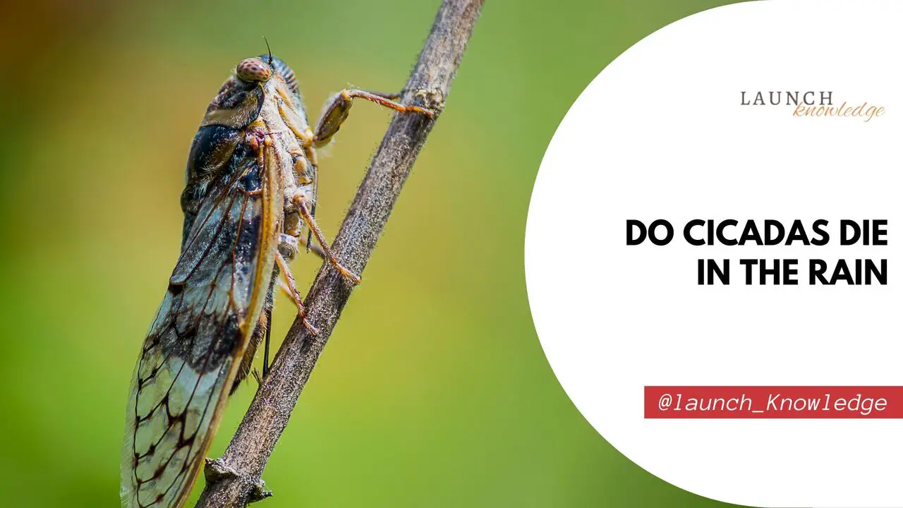 Do Cicadas Die In The Rain