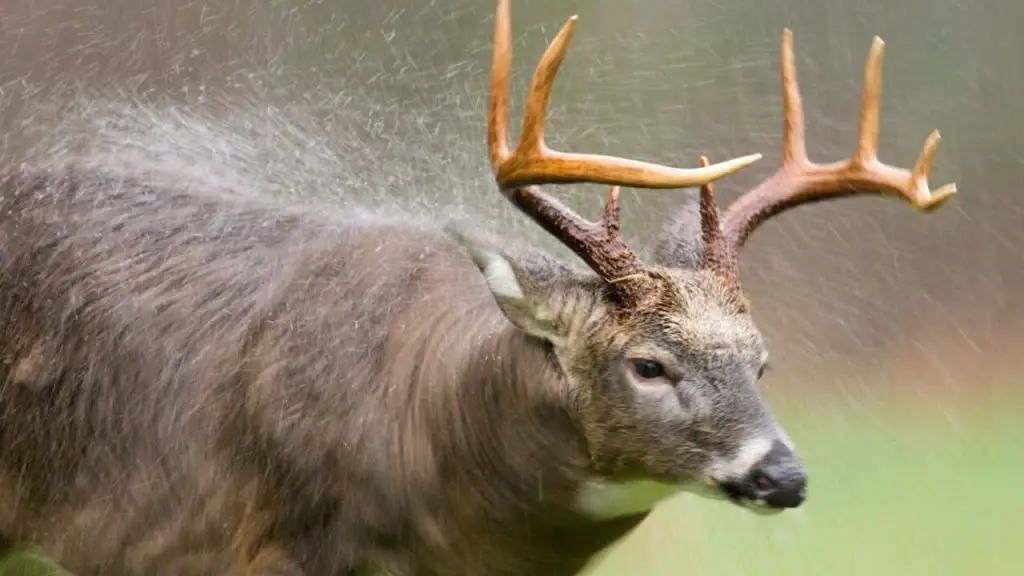 deer in the rain