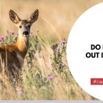 Do Deer Come Out In The Rain