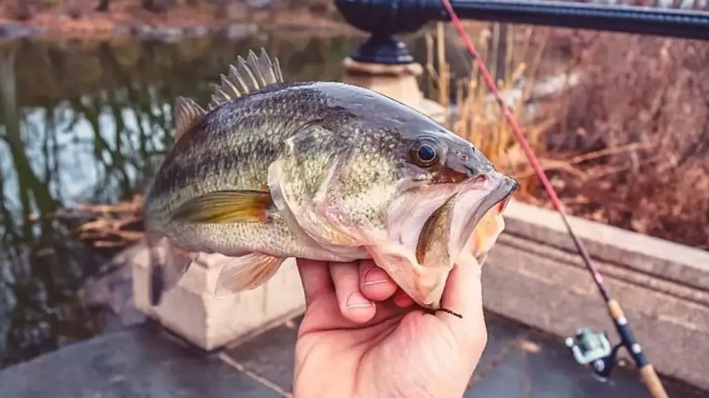 fish bite