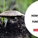 How To Get Rid Of White Fungus In Soil