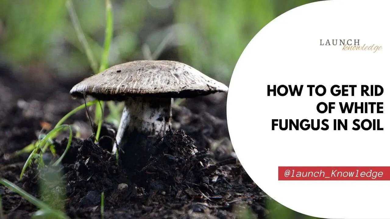 How To Get Rid Of White Fungus In Soil