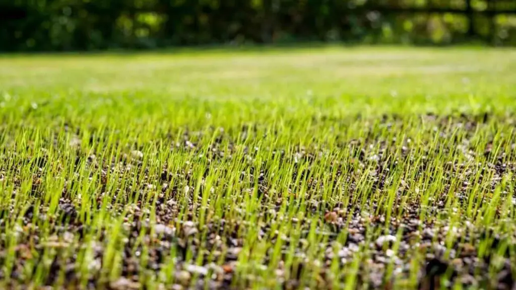 How Long Does It Take For Grass Seed To Grow 1 grass seed
