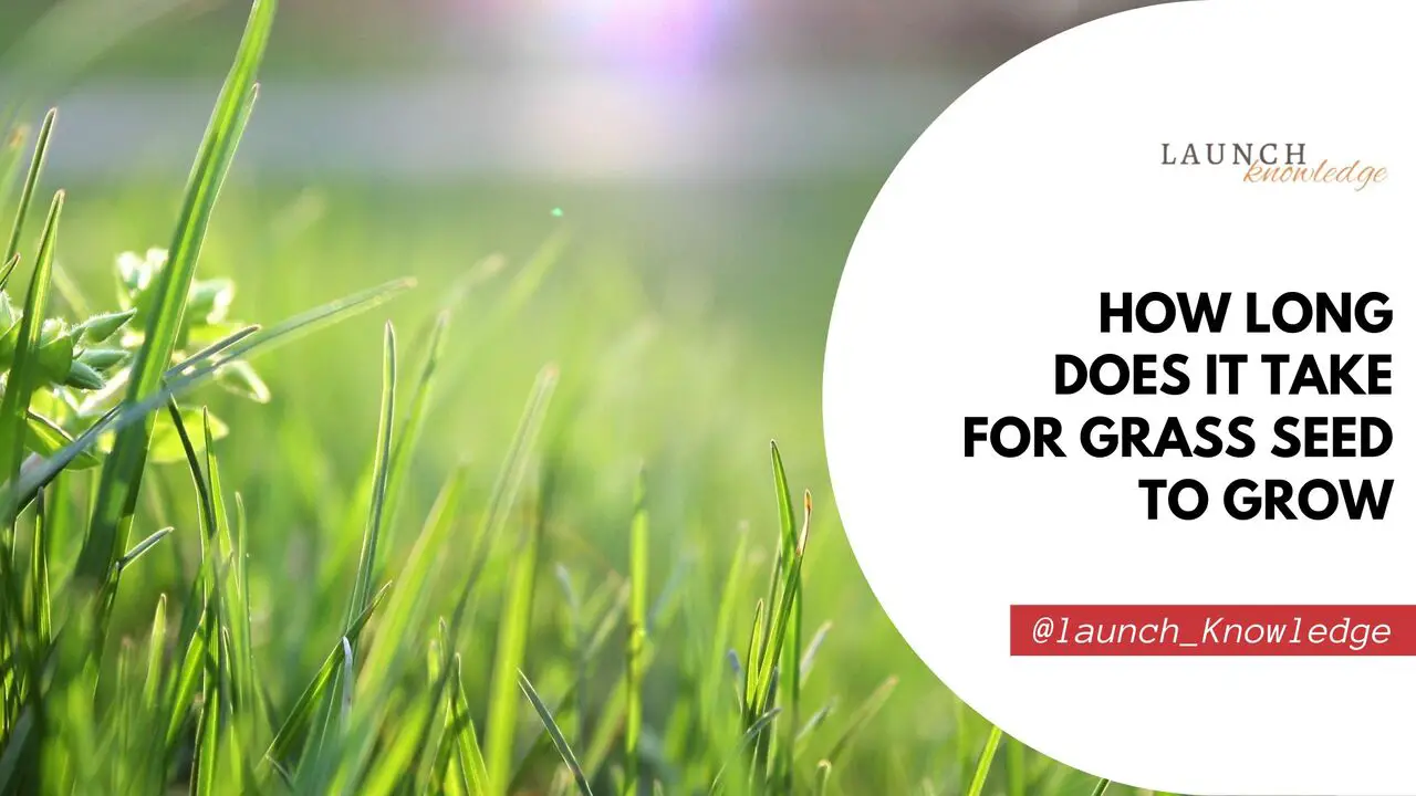 How long does it take for grass seed to grow