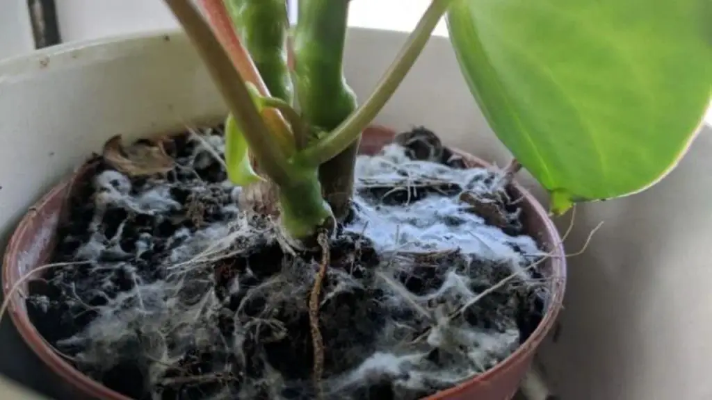 mold on a plant