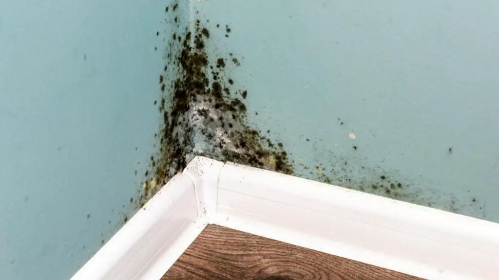 mold in the house