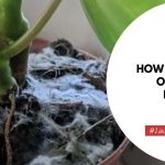 How To Get Rid Of Mold On Plant Soil