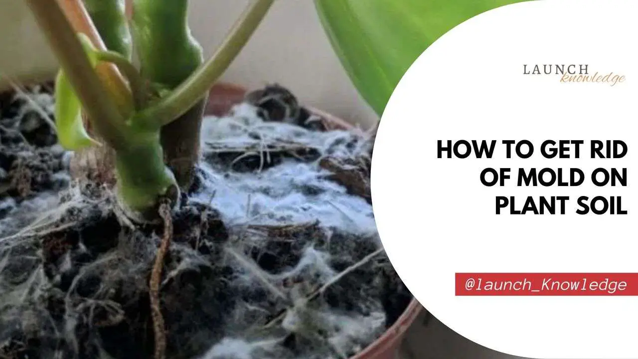 How To Get Rid Of Mold On Plant Soil