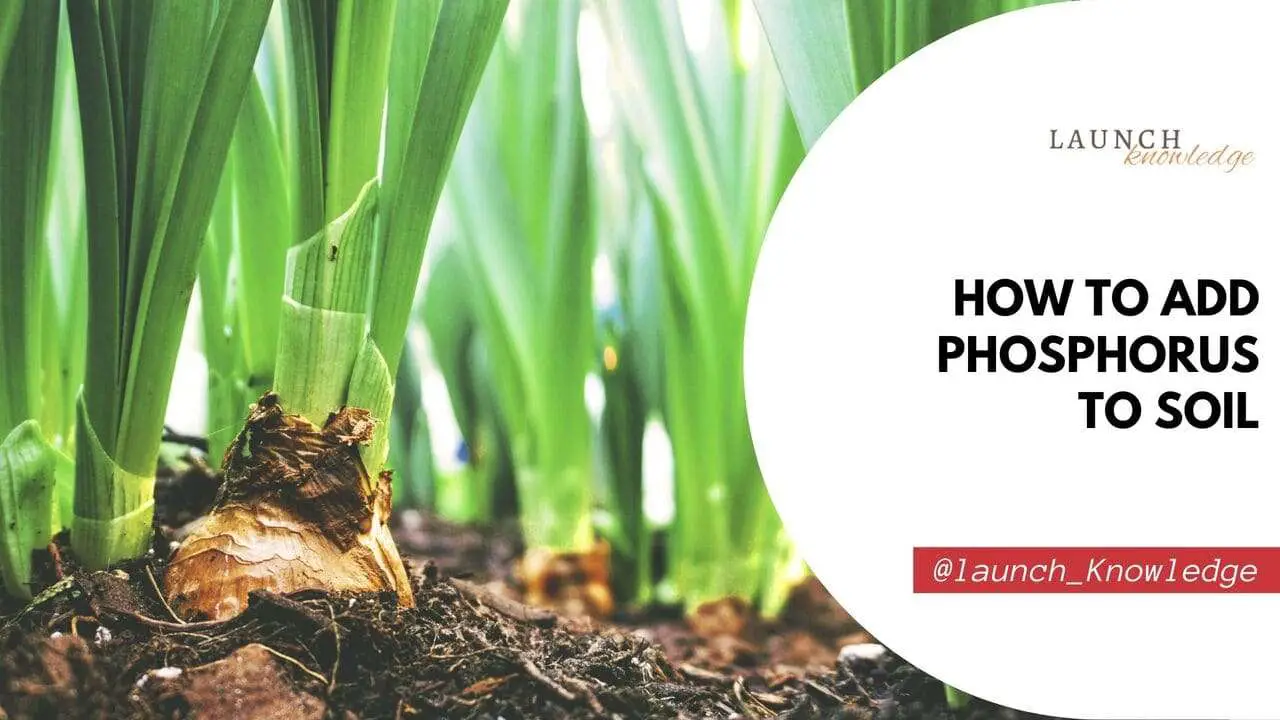 How To Add Phosphorus To Soil