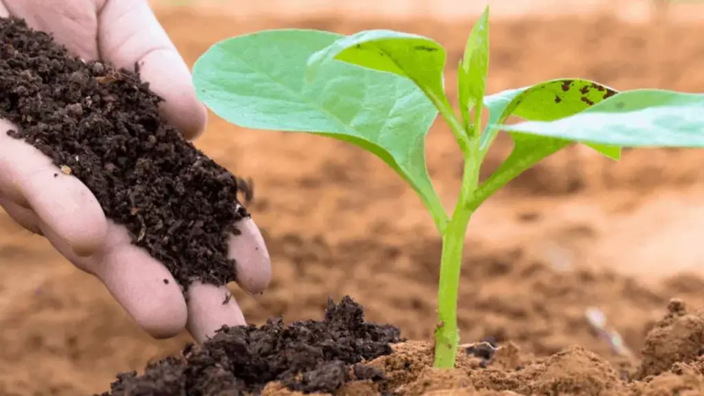 How To Add Nitrogen To Soil: 3 Best Ways 1 soil