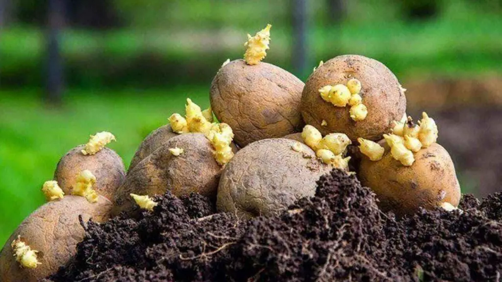 growing potatoes