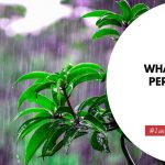 What Do Rain Percentages Mean