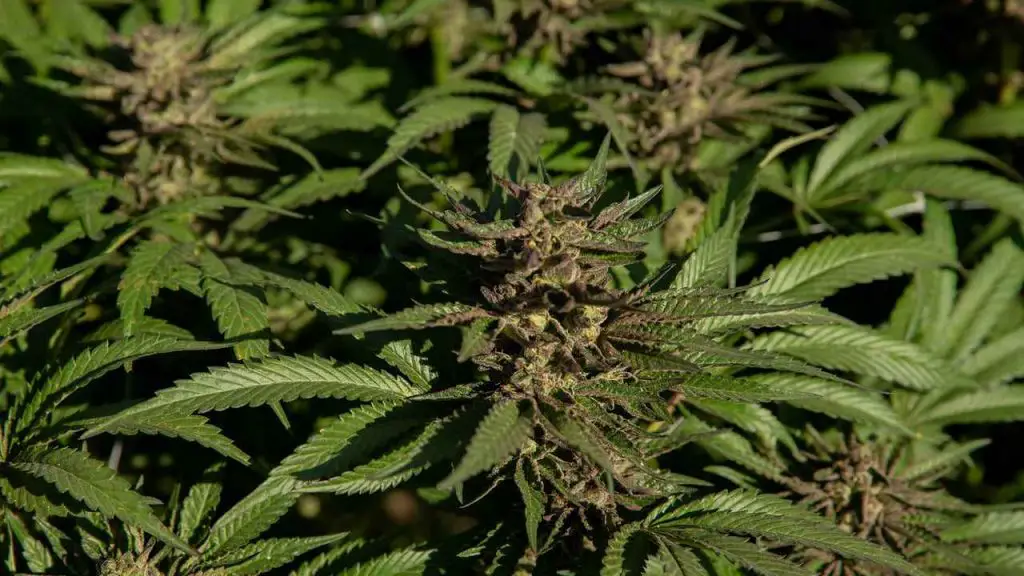 How Long Does It Take To Grow Weed 1 weed cultivation