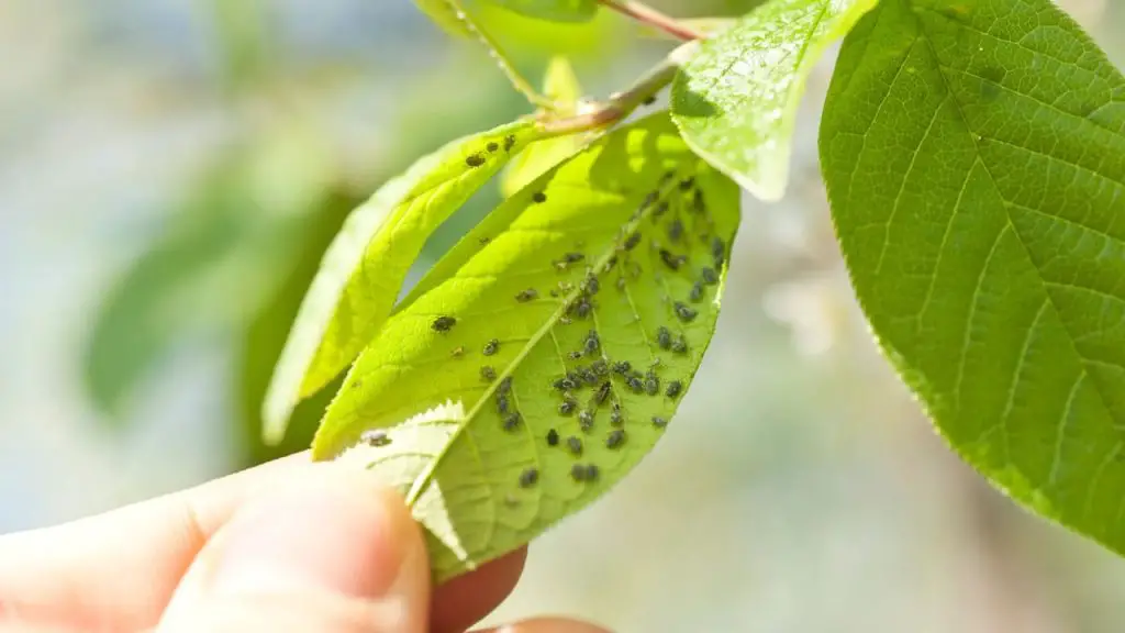 How To Apply Neem Oil To Soil For Better Soil Health 1 neem