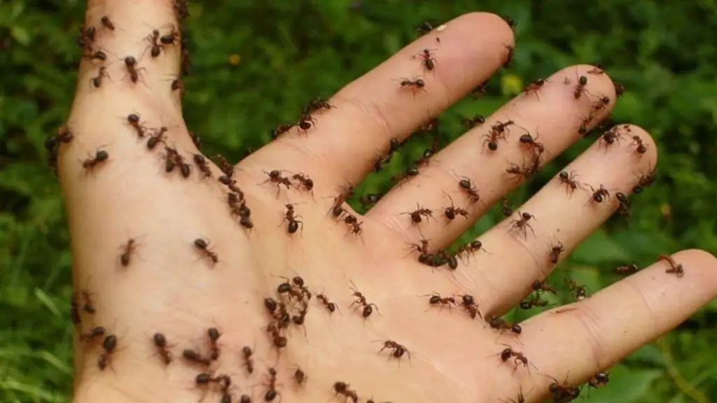 ants on a hand