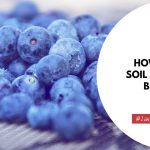 How To Make Soil Acidic For Blueberries