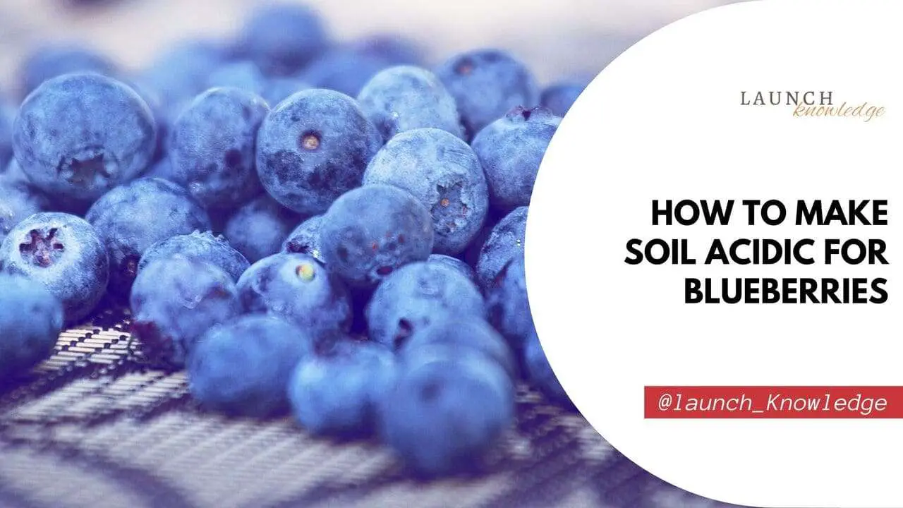 How To Make Soil Acidic For Blueberries