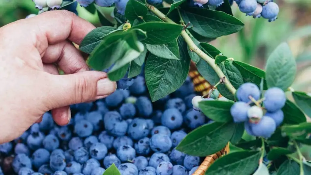 plucking berries