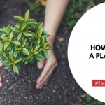 how to clone a plant in soil