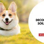 How to Decontaminate Soil from Dog Feces