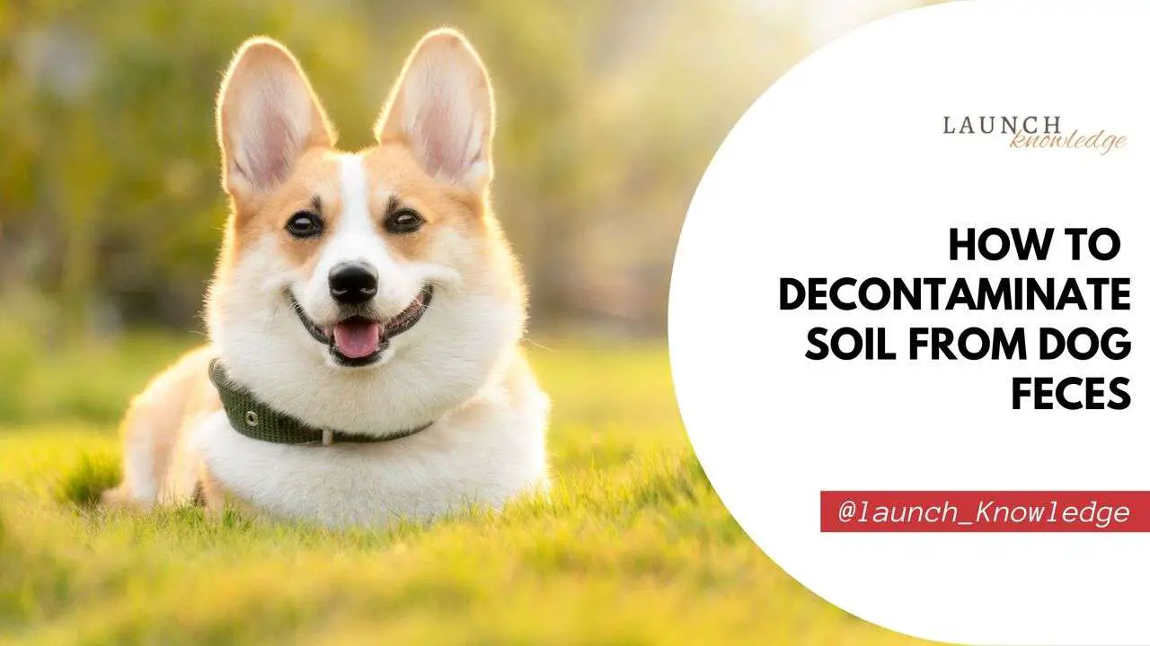 How to Decontaminate Soil from Dog Feces