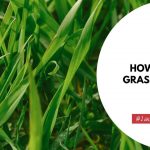 how to grow grass in sandy soil