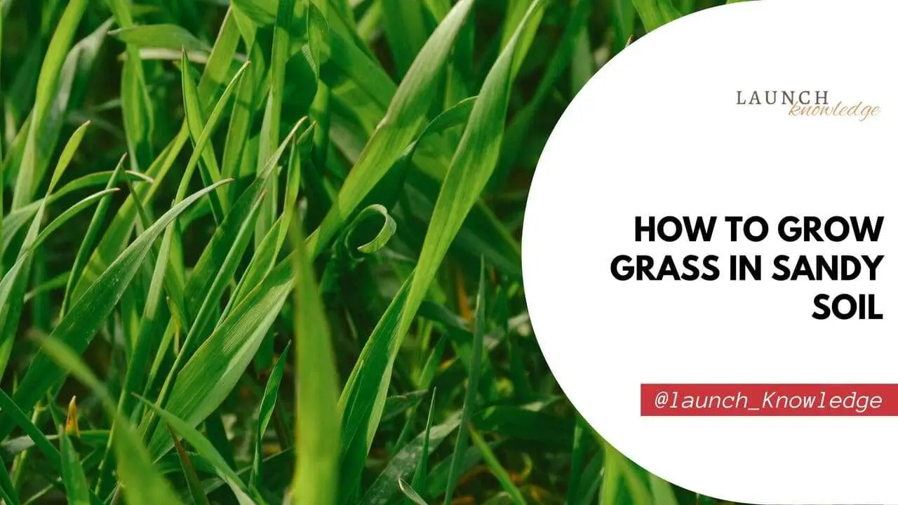 how to grow grass in sandy soil