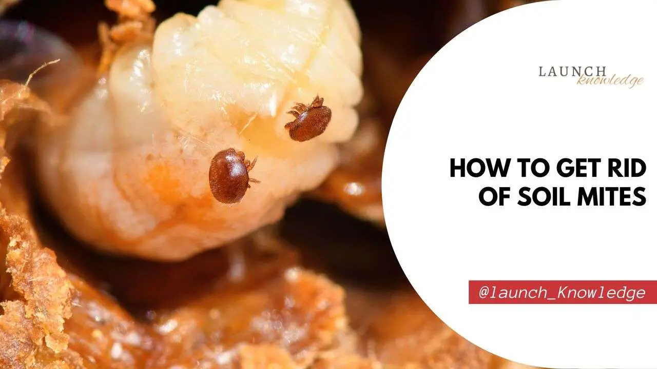 How to Get Rid of Soil Mites
