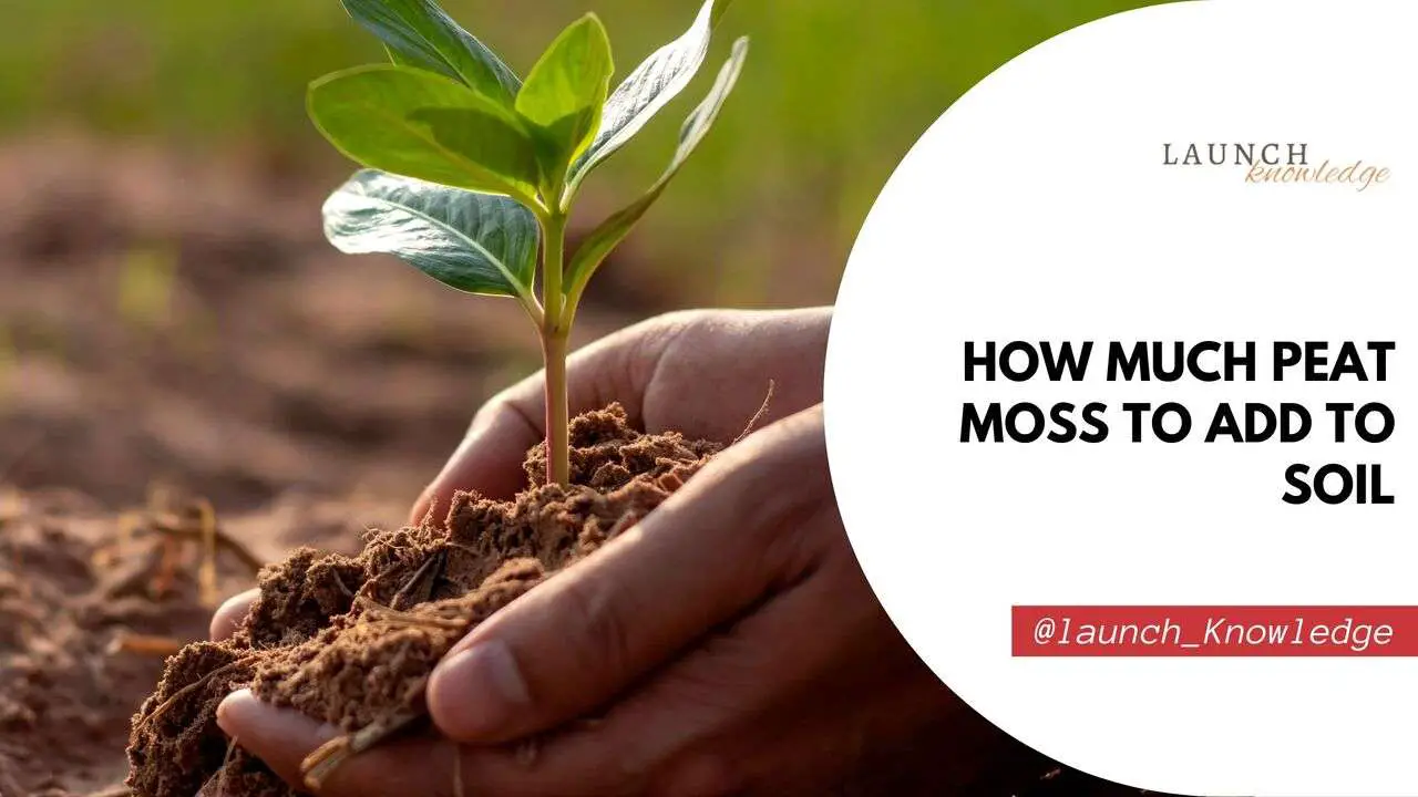 How Much Peat Moss to Add to Soil