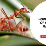 How To Get Rid Of Ants In The Garden Soil