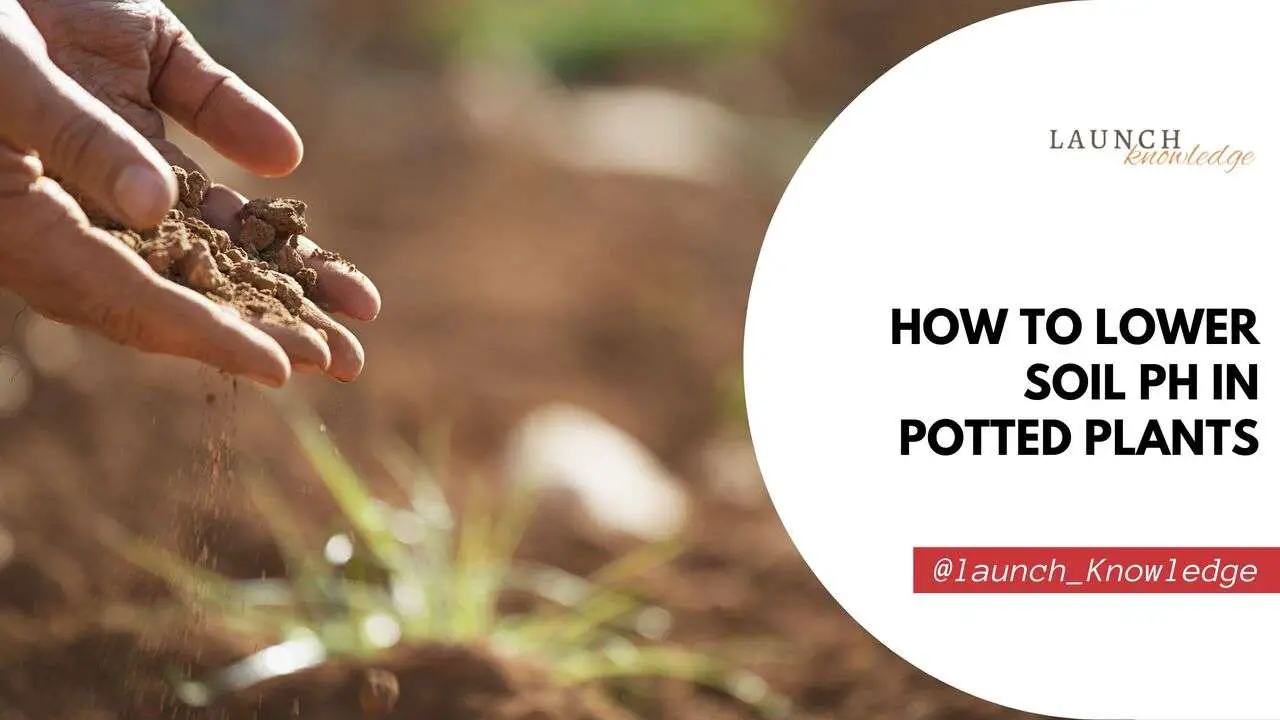 How to Lower Soil pH in Potted Plants