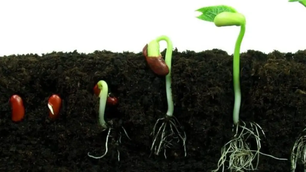 How Long For Seeds To Sprout In Soil: Tips For Gardening 1 sprout