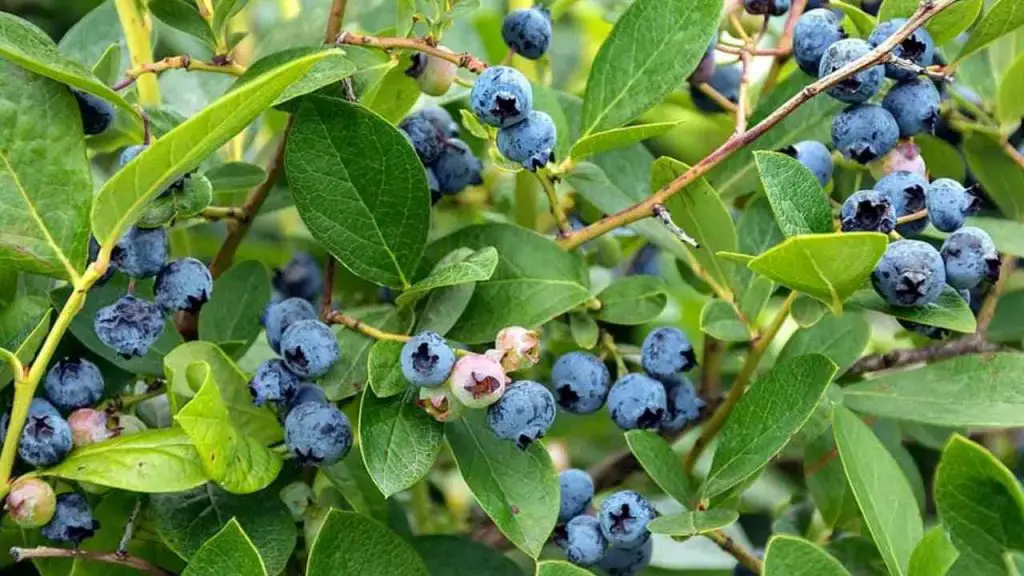 How To Make Soil Acidic For Blueberries 1 blueberries