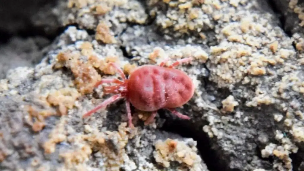 How to Get Rid of Soil Mites 1 Mites