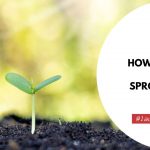 How Long For Seeds To Sprout In Soil