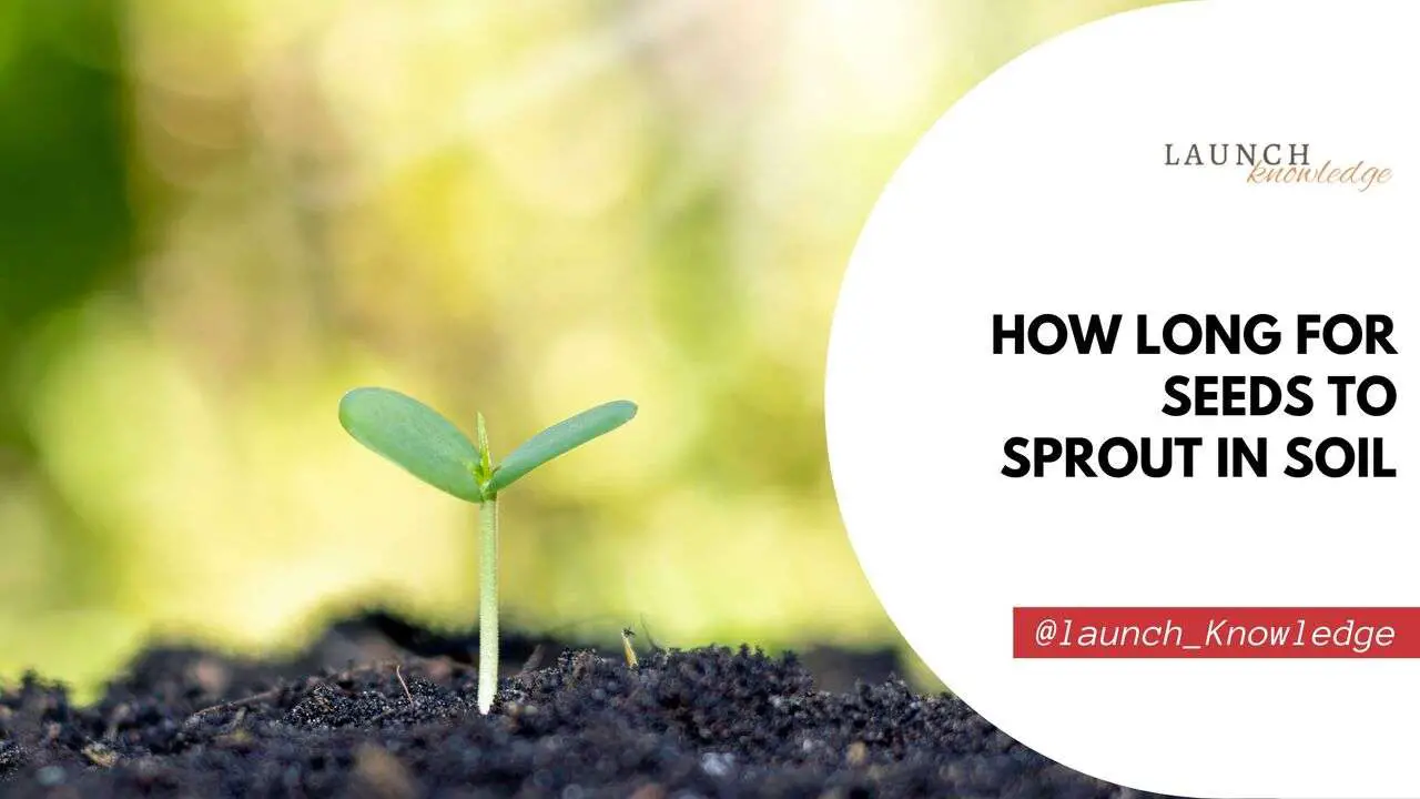 How Long For Seeds To Sprout In Soil