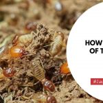 How to Get Rid of Termites in Soil