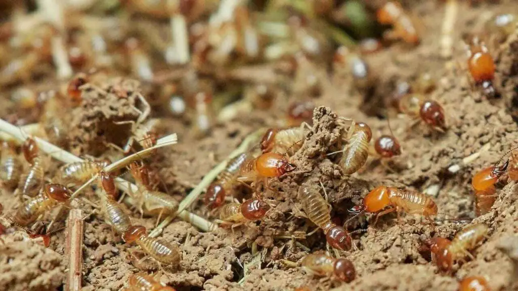 How to Get Rid of Termites in Soil 1 termites