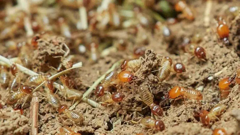 How to Get Rid of Termites in Soil