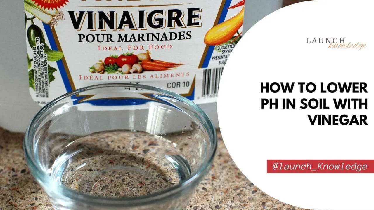 How to Lower pH in Soil with Vinegar