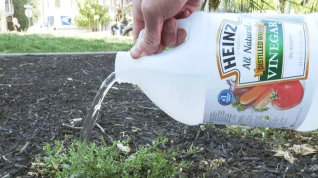How Long Does Vinegar Last in Soil: Tips for Gardening 1 vinegar in soil