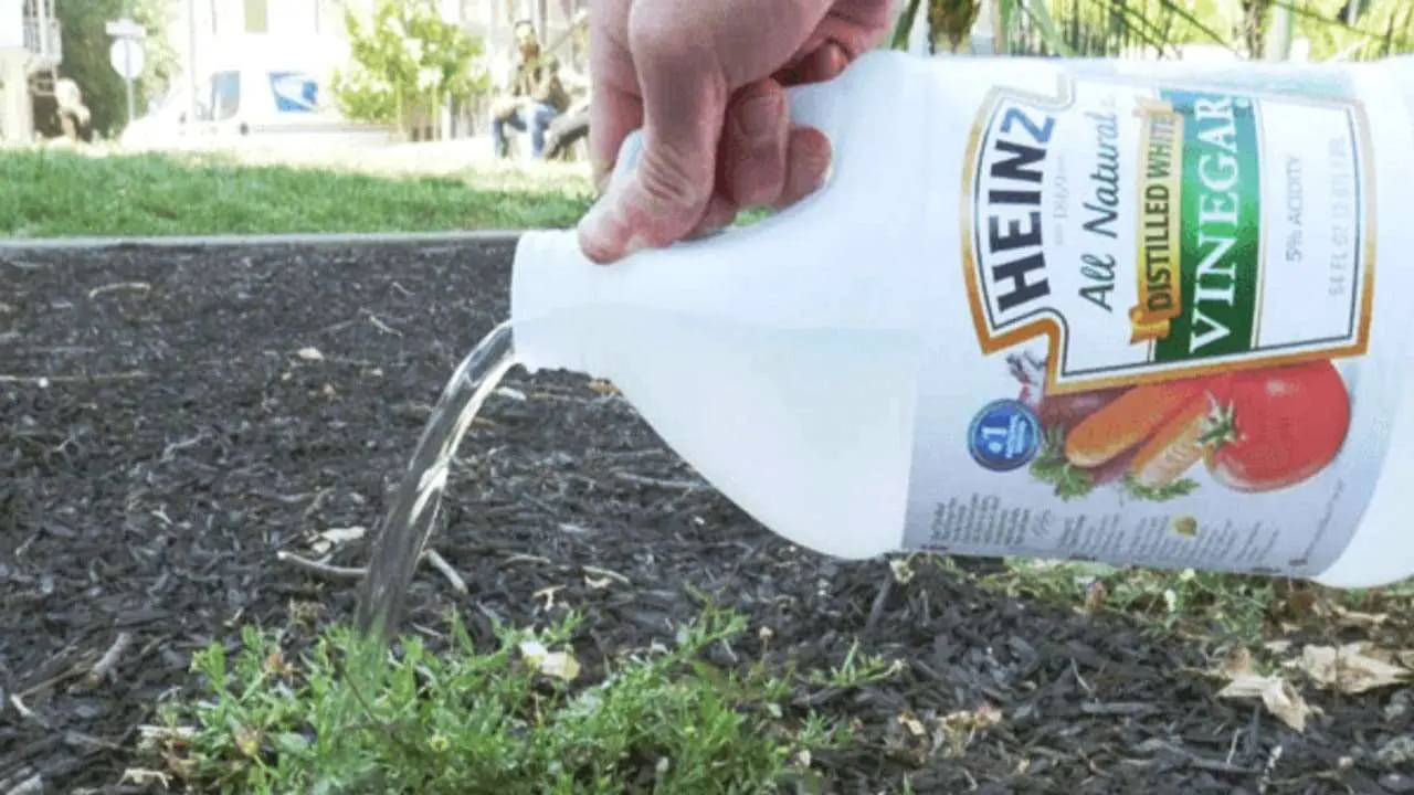 How Long Does Vinegar Last in Soil Tips for Gardening