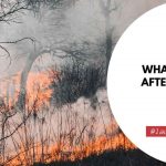 What Happens After A Forest Fire