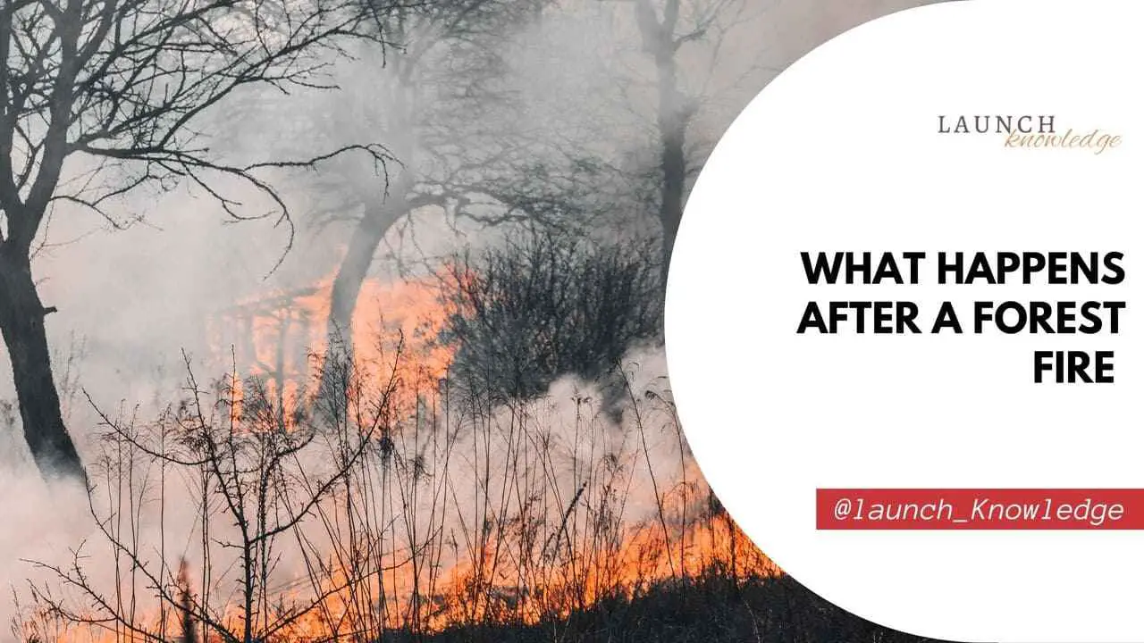 What Happens After A Forest Fire