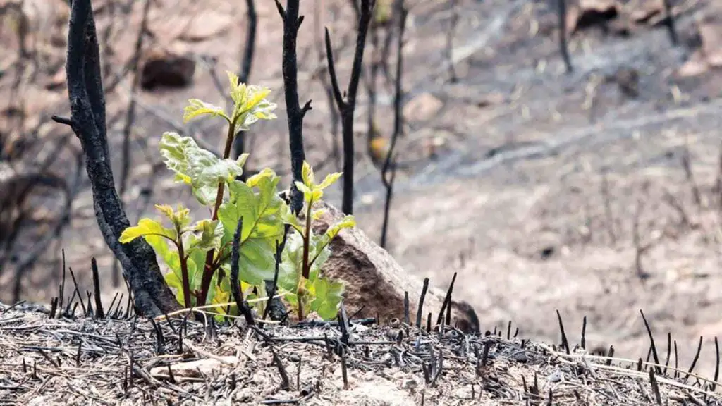 What Happens After A Forest Fire 1 forest