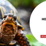 How To Care For A Box Turtle