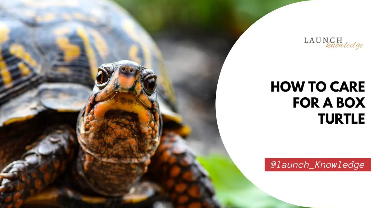 How To Care For A Box Turtle