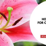 How To Care For Calla Lilies Indoors