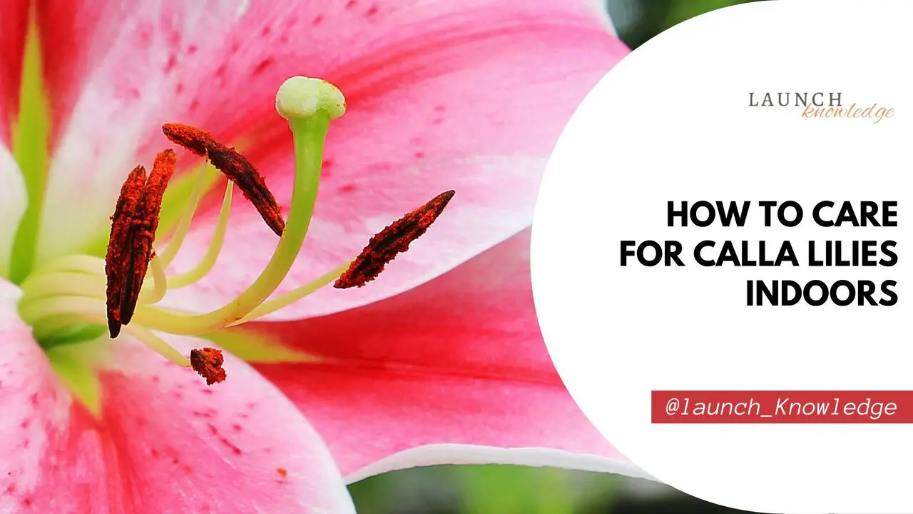How To Care For Calla Lilies Indoors